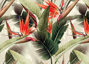 Cuba 20850160 - Digitaldruck Birds of Paradise